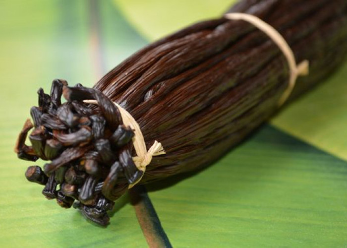 Digunakan Sebagai Obat Tradisional, Intip Sederet Manfaat Vanilla Untuk Kesehatan 