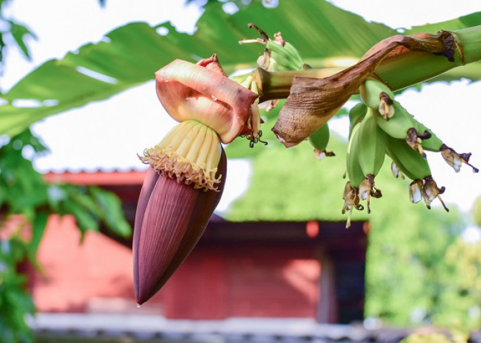 Banyak yang Belum Tahun Manfaat Jantung Pisang