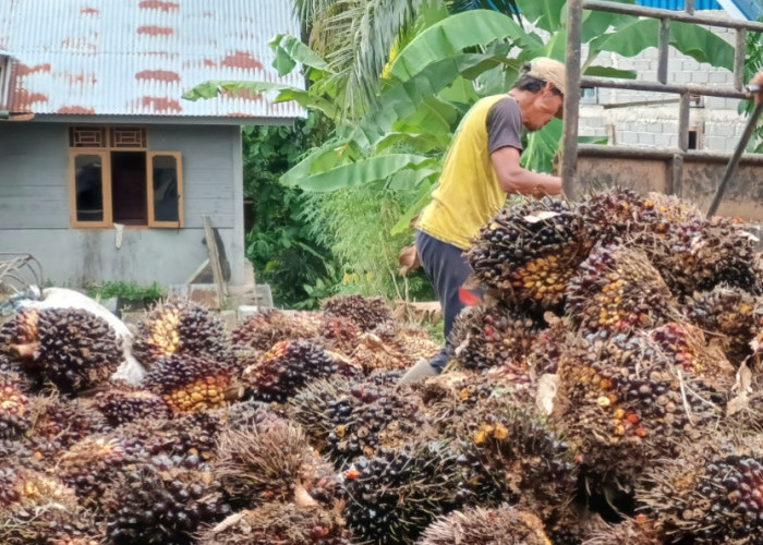 Kebijakan Ekspor Sawit Satu Pintu Diwaspadai, Harga TBS Bengkulu Utara Relatif Stabil