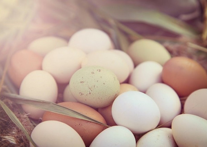 Dikenal Sejak Dulu Kala, Telur Ayam Kampung yang Kaya Akan Nutrisi