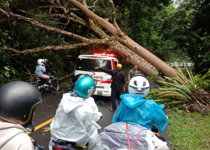 Pemangkasan Pohon di Liku Sembilan Kembali Dilanjutkan, Buka Tutup Jalan Diberlakukan