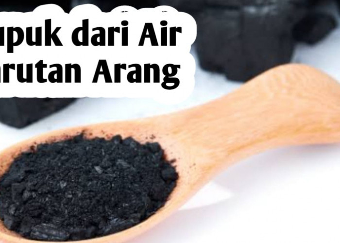 Manfaatkan Air Larutan Arang sebagai Pupuk Tanaman, Begini Cara Membuatnya