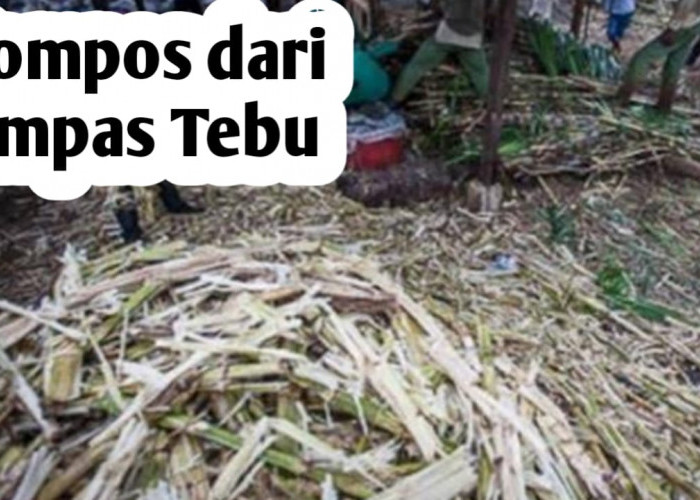 Cara Praktis Membuat Pupuk Kompos dari Ampas Tebu dan Manfaatnya