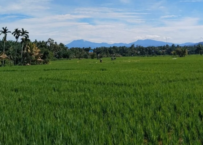  Tolak Zona Pertanian Jadi Zona Petambangan,  Masyarakat Mukomuko Ancam Akan Demo Besar-besaran