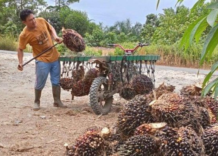 Harga TBS Sawit di Mukomuko Tertinggi di Bengkulu, Petani Tetap Diuntungkan 