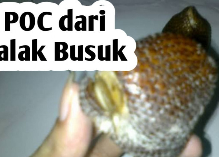 Membuat Pupuk Cair dari Buah Salak Busuk, Ini Manfaatnya untuk Tanaman