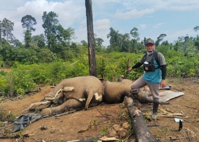 Misteri Kematian Gajah di Mukomuko, Polisi Turun Tangan Selidiki Dugaan Ancaman Serius Habitat Liar