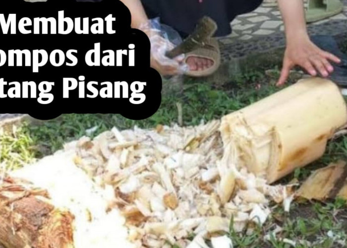 Membuat Pupuk Kompos dari Pohon Pisang, Ini Manfaatnya