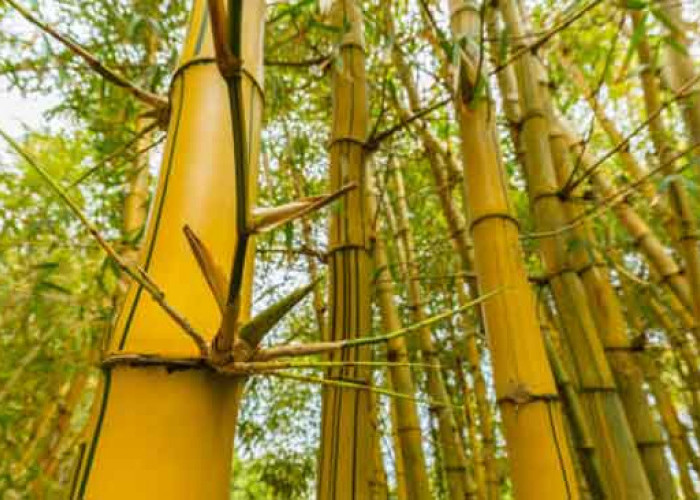 Bambu Kuning Dipercaya Bisa Tangkal Santet dan Jin Jahat Masuk ke Rumah