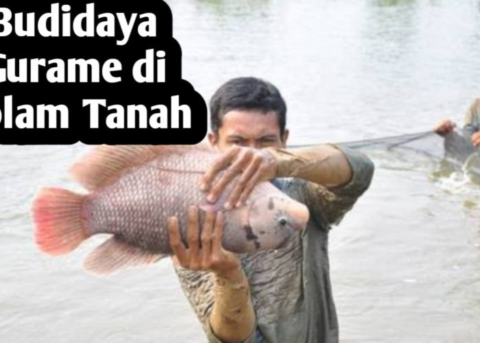 Tips Budidaya Ikan Gurame di Kolam Tanah, Simak Selengkapnya