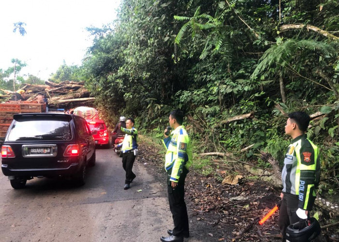 Pohon Berumur 105 Tahun di Jalan Bengkulu - Kepahiang  Ditebang Sebabkan Kemacetan Ribuan Kendaraan