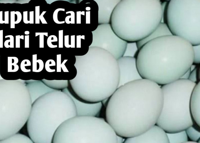 Cara Membuat Pupuk Cair dari Telur Bebek