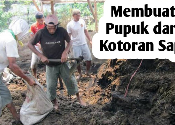 Ini Langkah-Langkah dalam Membuat Pupuk Kandang dari Kotoran Sapi