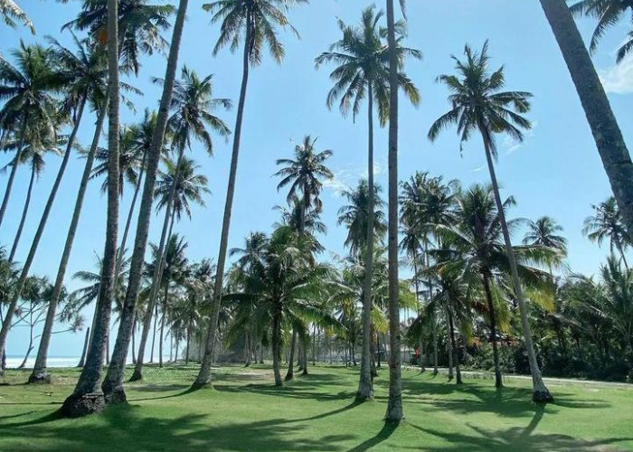 Berselancar dan  Menikmati Indahnya Pepohonan di Pantai Mandiri Krui, Lampung