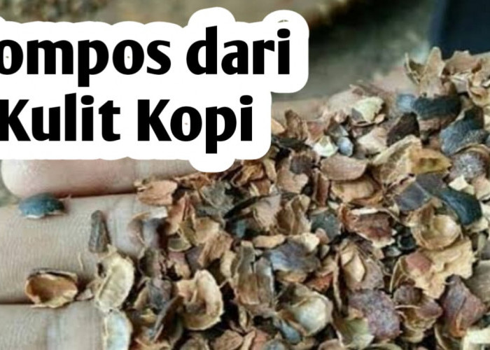 Pupuk Kompos dari Kulit Kopi, Ini Cara Membuatnya