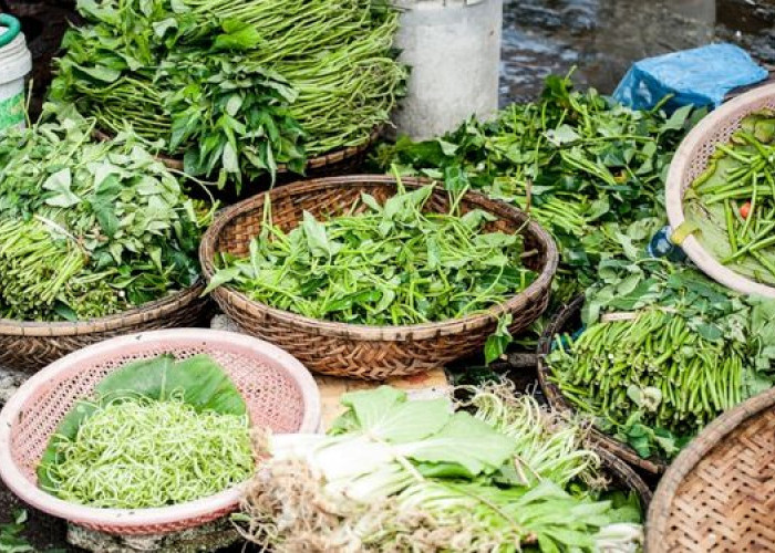 Kenali 10 Manfaat Buah dan Daun Angkung Untuk Kesehatan 