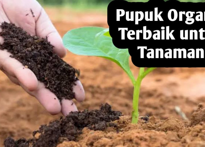 Ini 8 Jenis Pupuk Organik Terbaik Bagi Tanaman