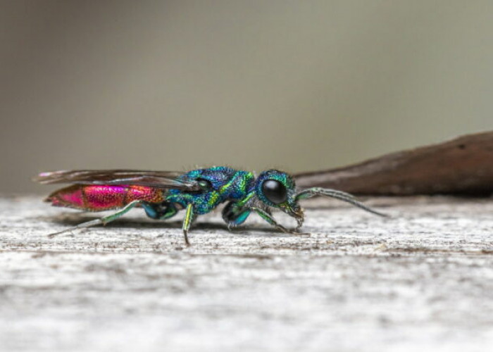 Tawon Cuckoo, Serangga dengan Warna yang Unik