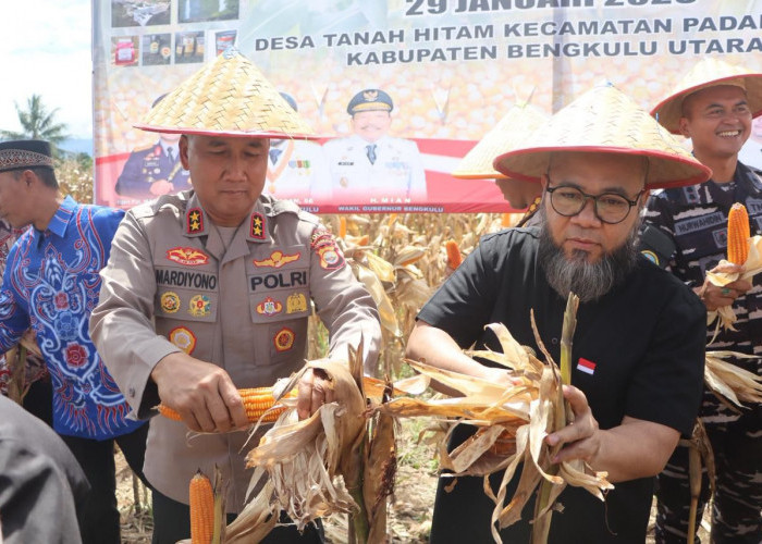 Gubernur dan Kapolda Bengkulu Panen Raya Jagung SADESAHE, Desa Tanah Hitam Raih Hadiah Rp1 Miliar