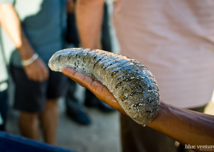 Bisa Diolah Sebagai Obat Tradisional, Ketahui 6 Manfaat Teripang Untuk Kesehatan Tubuh