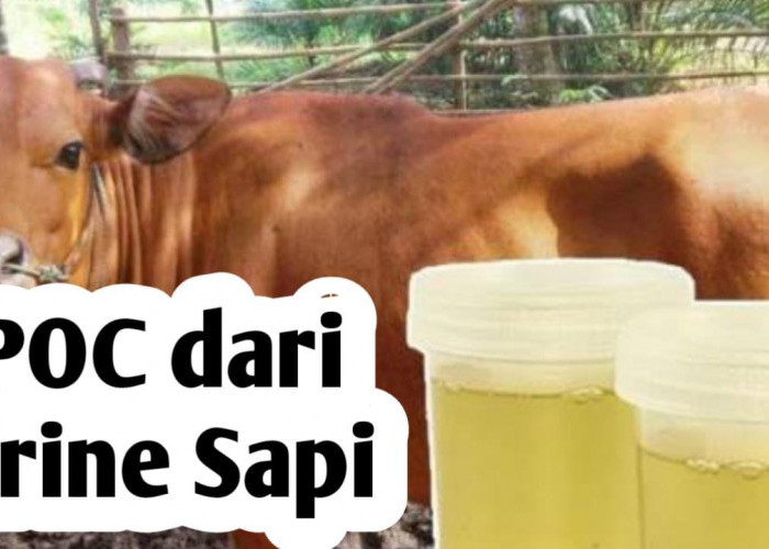 Manfaatkan Urine Sapi Sebagai Bahan Pembuatan Pupuk Organik Cair