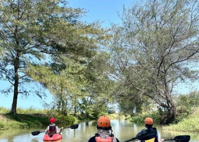 Menjelajahi Hutan Mangrove Melihat Keindahan Panorama Hutan Mangrove Sambil Olahraga Kano