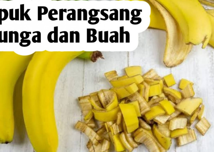 Cara Membuat  Pupuk Organik Perangsang Bunga dan Buah