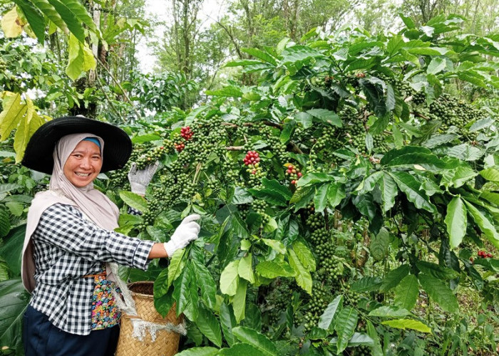 Mutigh Kawe(o): Dari Bengkulu, Membangun Narasi Kopi Islam – Sumatera