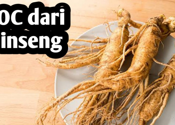 Membuat Pupuk Organik Cair dari Ginseng, Mampu Menambah Ketahanan Tanaman