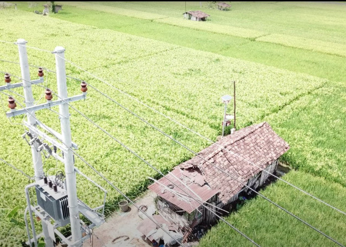Program Electrifying Agriculture PLN Mampu Tingkatkan Produktivitas Pertanian Padi di Ponorogo