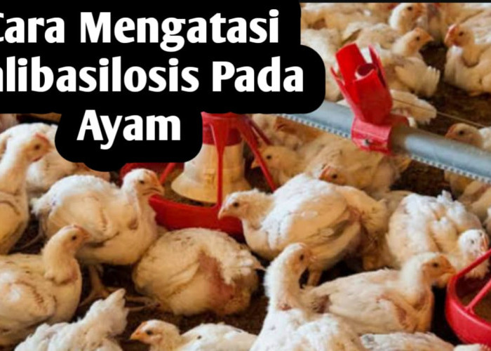 Kenali Bahaya Penyakit Kolibasilosis pada Ayam Ternak, Ini Cara Mengatasinya