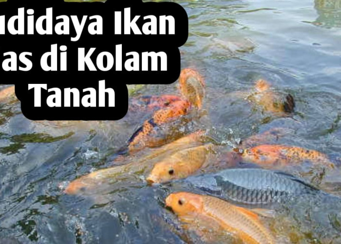 Tips Memulai Budidaya Ikan Mas di Kolam Tanah