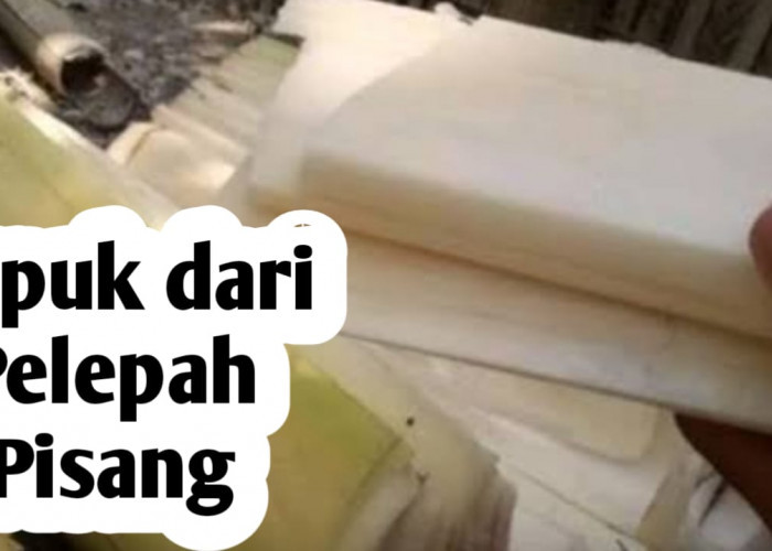 Mengolah Pelepah Pisang Menjadi Pupuk Organik, Ini Manfaatnya