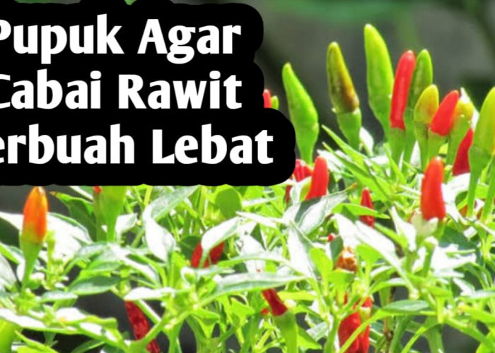 Cara Membuat Pupuk Racikan Agar Cabai Rawit Berbuah Lebat