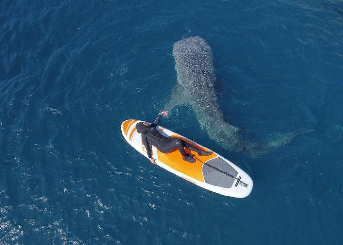 Bermain dan Bercengkrama Langsung dengan Hiu Paus di Whale Shark Botubarani Gorontalo