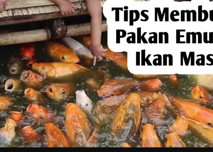 Tips Membuat Pakan Emulsi untuk Ikan Mas