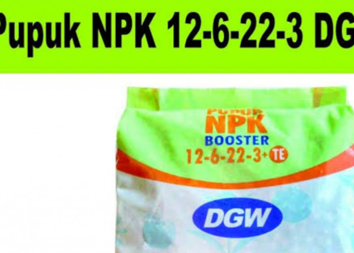 Mampu Tingkatkan Hasil Panen, Ini Keunggulan Pupuk NPK BOOSTER DGW 12-6-22-3+TE