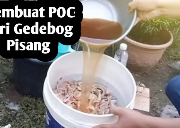 Membuat Pupuk Organik Cair dari Gedebog Pisang