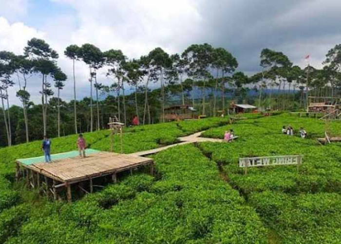 Antisipasi Terjadi Macet, Polres Kepahiang Rekayasa Lalu Lintas ke Wisata Kebun Teh Kabawetan