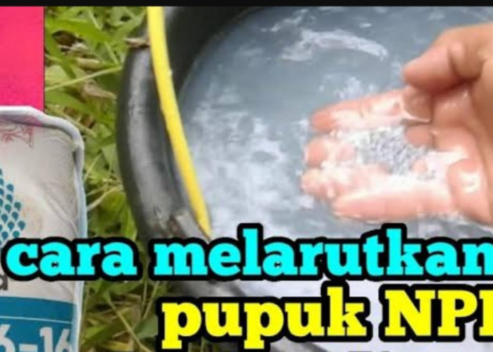 Cara Melarutkan Pupuk NPK yang Tepat