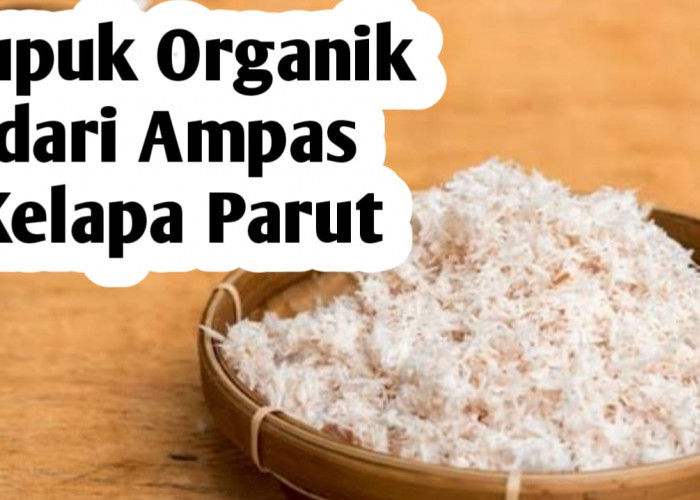 Pupuk Organik dari Ampas Kelapa Parut, Ini Manfaatnya Bagi Tanaman