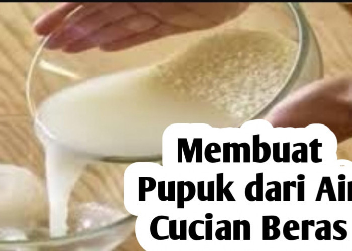 Membuat Pupuk Organik dari Air Cucian Beras, Ini Manfaatnya