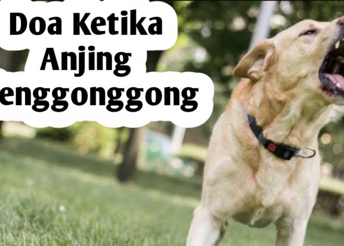 Ketika Mendengar Gonggongan Anjing, Amalkan Doa Berikut Ini