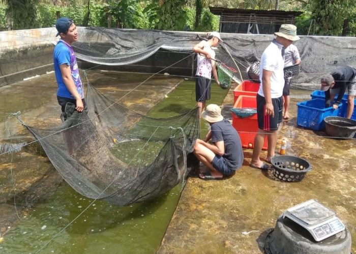DKP Kota Bengkulu Siapkan Panen 1 Ton Lele Jelang Lebaran, Dukung Ketersediaan Konsumsi Ikan