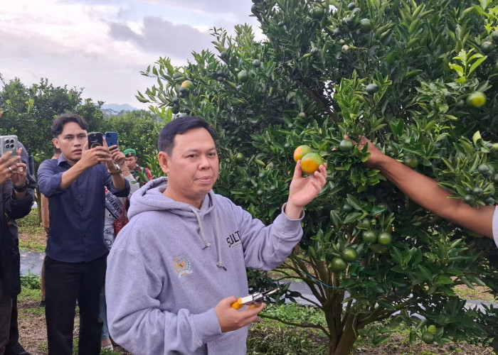 Kunjungi Petani di Rejang Lebong, Ketua DPD RI Dukung Jeruk Diserap Dapur MBG