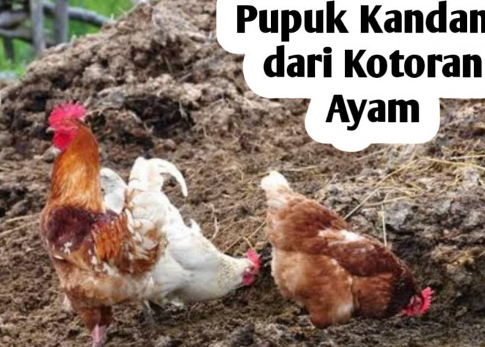 Cara Membuat Pupuk Kandang dari Kotoran Ayam