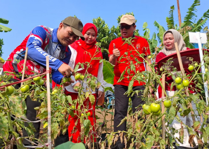 Di Tengah Efisiensi, Kebun Bantu Rakyat Jadi Contoh Pemanfaatan Pekarangan OPD Bengkulu