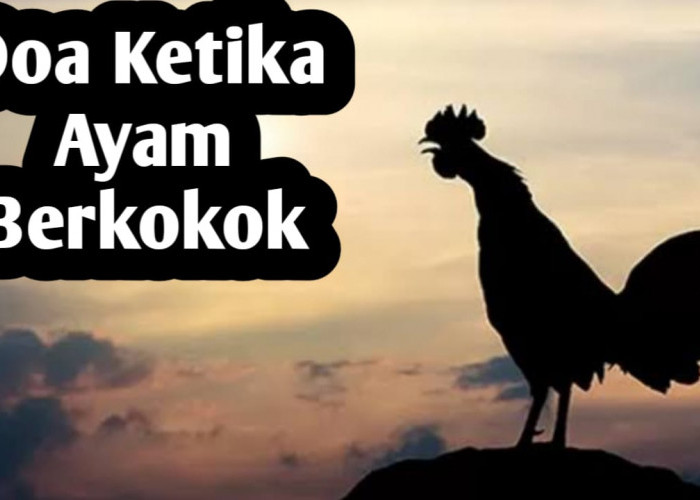 Saat Mendengar Ayam Berkokok, Umat Muslim Dianjurkan Membaca Doa Berikut