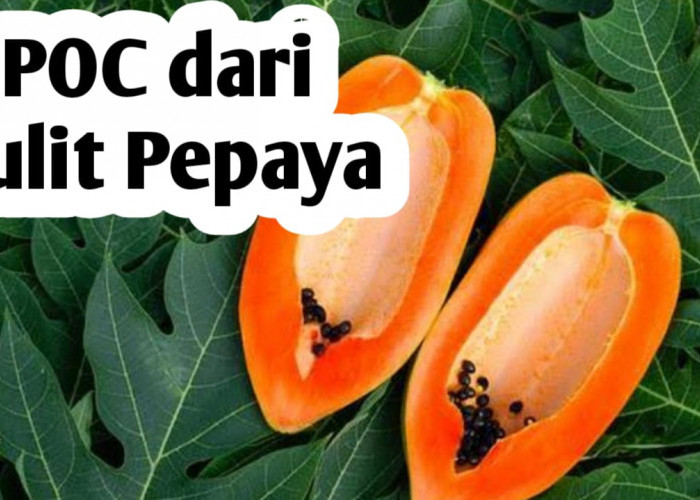 Membuat Pupuk Cair dari Kulit Pepaya, Simak Langkah Berikut Ini