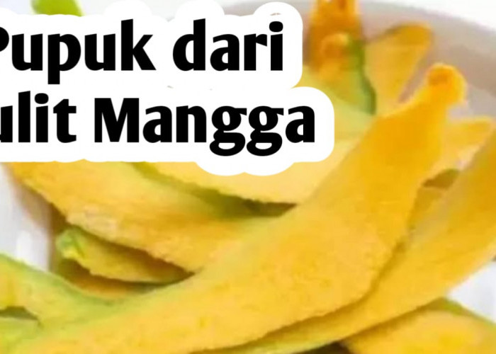 Cara Membuat Pupuk dari Kulit Mangga, Ini Manfaatnya